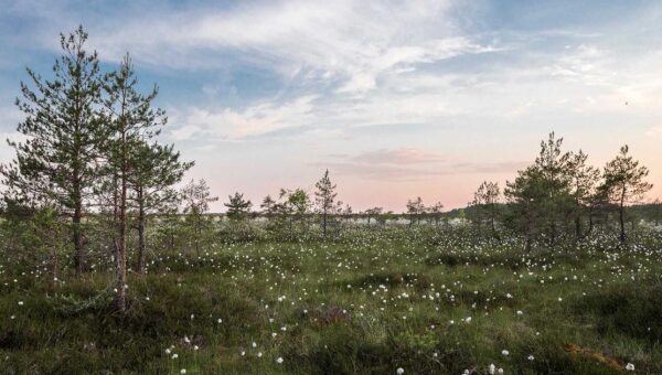 Stockholm Green Steel Export Hub Wins Harbor Investment